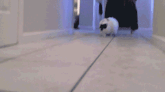 4.gif