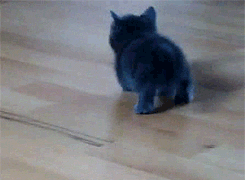 3.gif