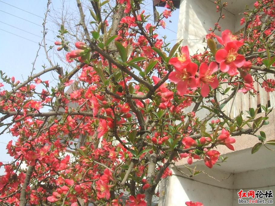中国最美油菜花海旅游文化节3.jpg