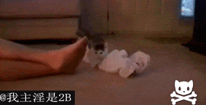 21.gif