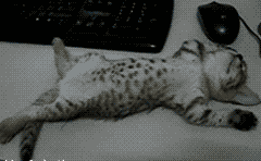 03.gif