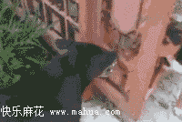 12.gif