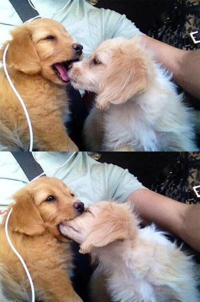 狗狗.jpg