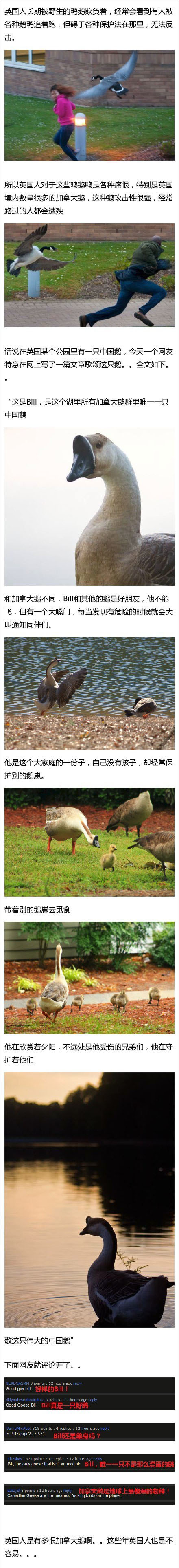 鹅.jpg